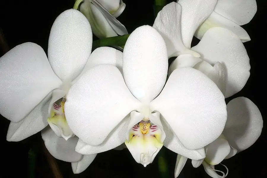 White moth orchid flowers photographed face-on, showing broad petals and a contrasting central lip